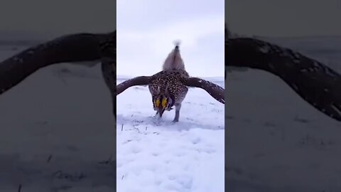 An active bird is playing with snow.