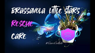 HOW I CARE FOR A RESCUE BRASSAVOLA LITTLE STARS | LECA & SELF WATERING #CareCollab