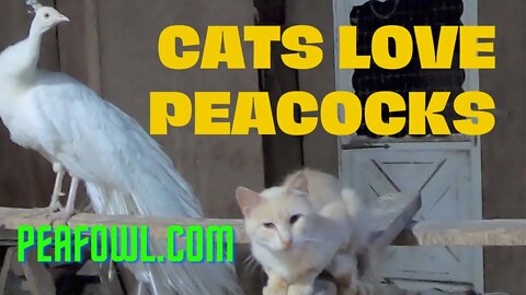 Cats Love Peacocks, Peacock Minute, peafowl.com