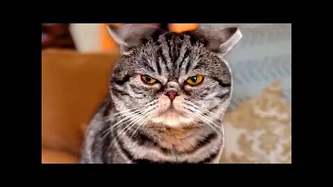 Best Funny Animal Videos Of The 2023 🤣 - Funniest Cats And Dogs Videos 😺😍😂🐶 Funny cat & dog videos