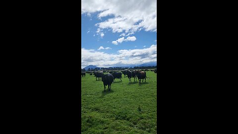 FARMLIFE in New Zealand 🇳🇿, PINOY FARMER NZ