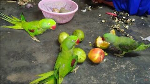 Indian Ringneck Parrot Talking and Eating Guava on Tree