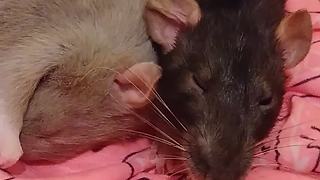 Sleepy pet rat ignores owner until she says the magic word