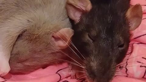 Sleepy pet rat ignores owner until she says the magic word