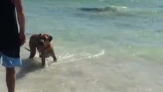 Brave dog frolics with shallow-swimming sharks