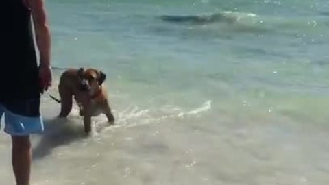 Brave dog frolics with shallow-swimming sharks