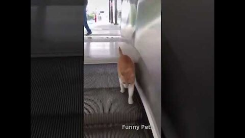 Cats_ Funny Videos ( try not to laugh 2021 )😂 - cats: funny videos ( try not to laugh 2021 )😂