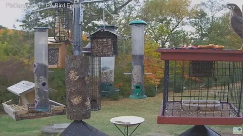 PA Bird Feeder 1 has Cooper's Hawk visit 2020 10 10 812AM