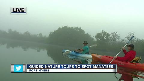 Guided Kayak Nature Tours help spot manatees in Southwest Florida - 7am live report