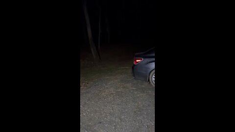 Strange Sounds coming from the woods