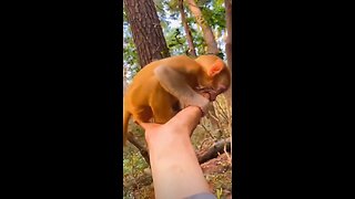 cute little monkey loves to suck his fingers
