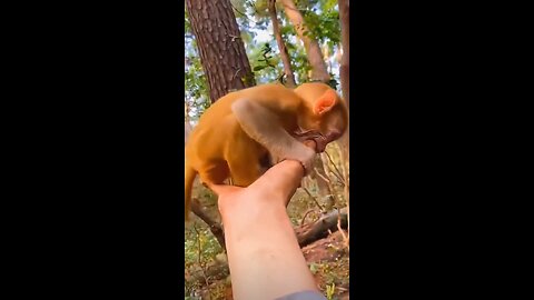 cute little monkey loves to suck his fingers