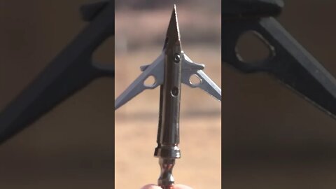 Dull vs Sharp Broadheads #shorts #deer #deerhunting #archery