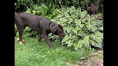 My Dog 🐕 Moose 🫎 Likes 👍 Orange 🍊 Flowers 💐