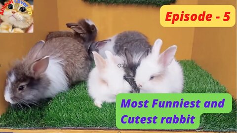 Most Funniest and Cutest rabbit, Episode - 5