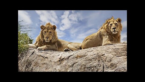 No Copyright Wildlife Animals on Safari - Free HD Videos.#forest #animals #animal #nocopyright