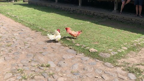 Bali life cockfighting