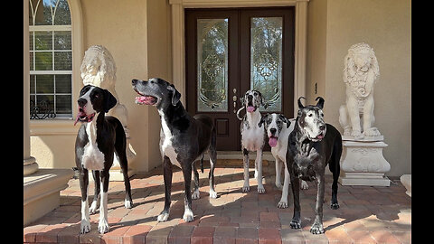 How To Convince Five Great Danes To Pose For A Group Photo - Video Hack Tip