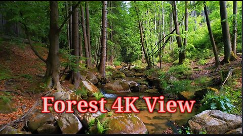 forest 4K nature sound 👌❤ so beautiful view