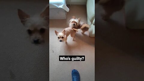 Who's Guilty? #chihuahua #yorkshireterrier #yorkie #chorkie #doglover