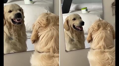 Dog & Mirror