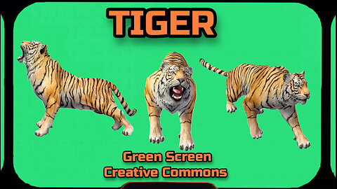 TIGER video Green Screen footage. Chromakey animation GREEN SCREEN.