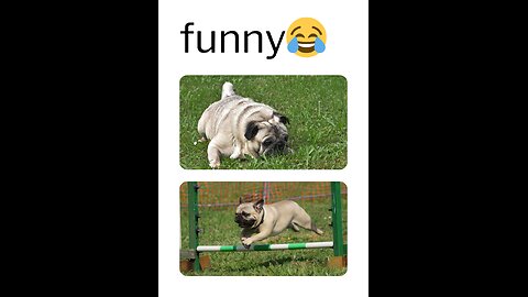 Funny animal video 🤣😂😂