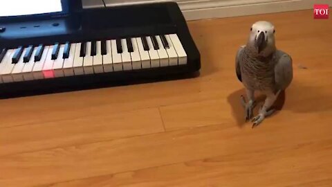 This African grey parrot plays tune on piano. African grey parrots are not just top talkers,