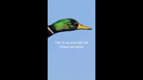 Bird Tier List