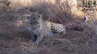 WILDlife: Leopards Pairing In The Shade