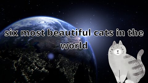 six most beautiful cats in the world