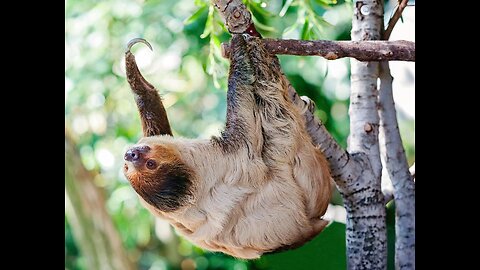 Hilarious Sloths Compilation: Prepare to Laugh Out Loud!