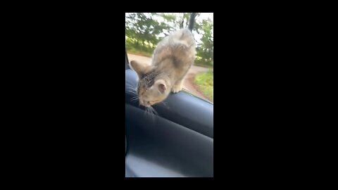 Road Crossing Kitten Chooses Her Human || ViralHog