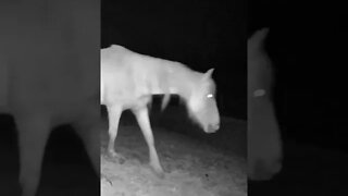 Palomino brumby at night