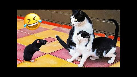 Funny Dogs and Cats 😂