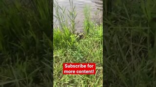 Gator stole my fish!