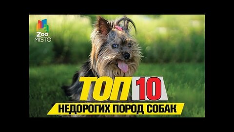 📹 Топ 10 недорогих пород собак | Top 10 Inexpensive Dog Breeds →