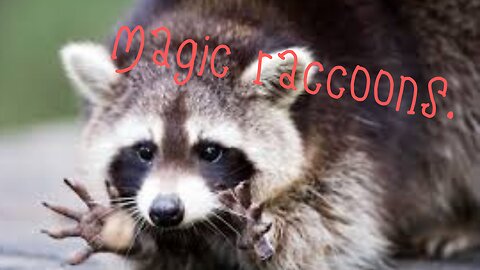 Magic raccoons.
