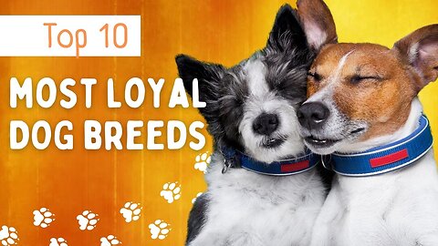 Top 10 Most Loyal Dogs