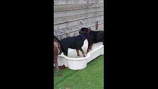 dogs in the pool