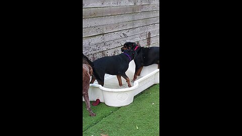 dogs in the pool