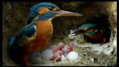 Kingfisher Chicks Hatch & Dad Eager to Feed - 4K - Discover Wildlife - Robert E Fuller