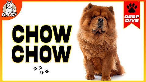 EVERYTHING You NEED To KNOW About The CHOW CHOW