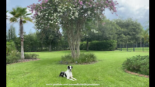 Zooming Great Dane Would Rather Patrol Than Pose With Flowers