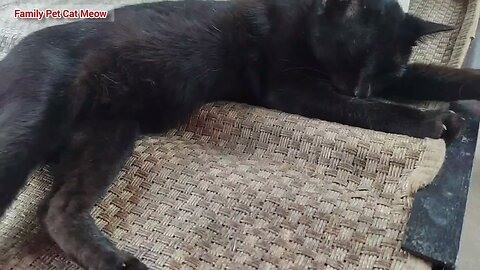 cute-black-cat-is-sleeping-on-bed-at-home-black-cat-videos-flydownloader