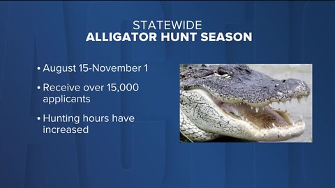 Florida gator hunting starts with expanded time, weapons