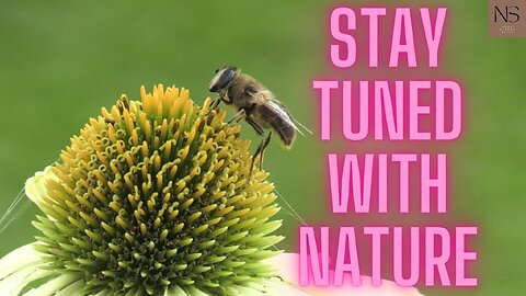 PROMOTE YOUR HEALING WITH BEES FREQUENCY
