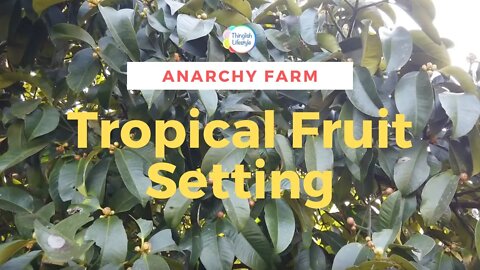 Tropical Fruit Setting at Anarchy Farm