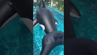 Inflatable Orca! #shorts