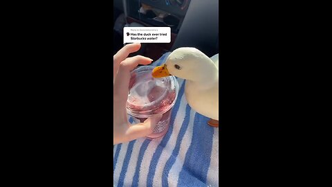 Duck ASMR